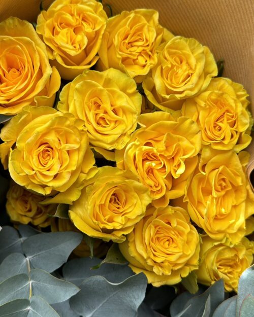 Luxury ‘High and Yellow’ Ecuadorean Roses