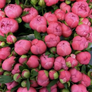 Peonie - Coral
