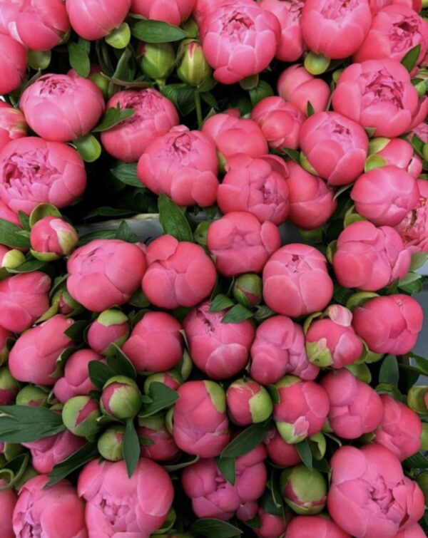 Peonie - Coral