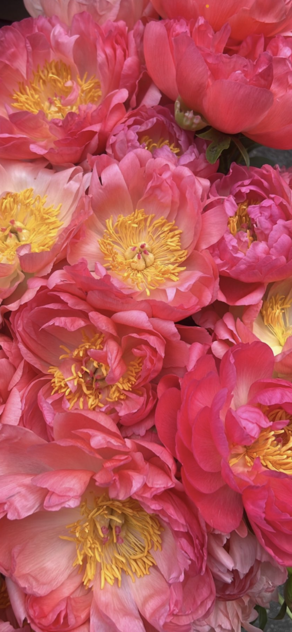 Peonie - Coral - Image 4