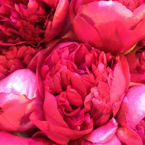Command Performance Peonies  - Giant Red to Cream Blooms