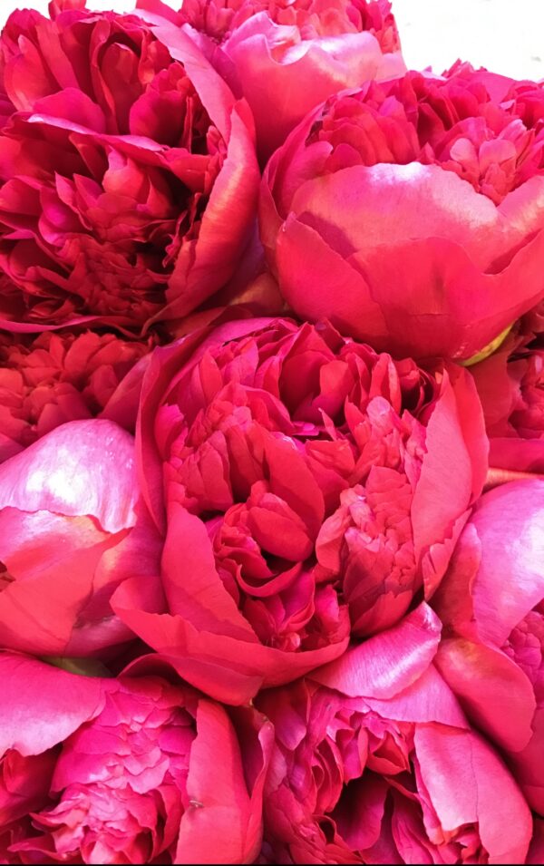 Command Performance Peonies  - Giant Red to Cream Blooms