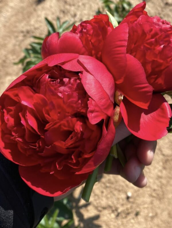 Command Performance Peonies  - Giant Red to Cream Blooms - Image 3