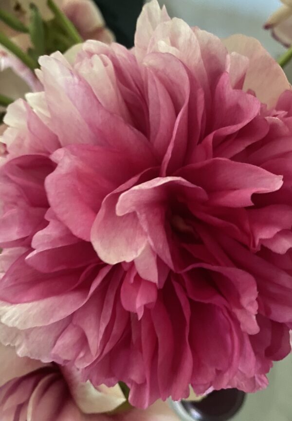 Command Performance Peonies  - Giant Red to Cream Blooms - Image 2