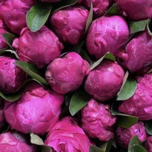 Peony - Red Sarah Bernardt