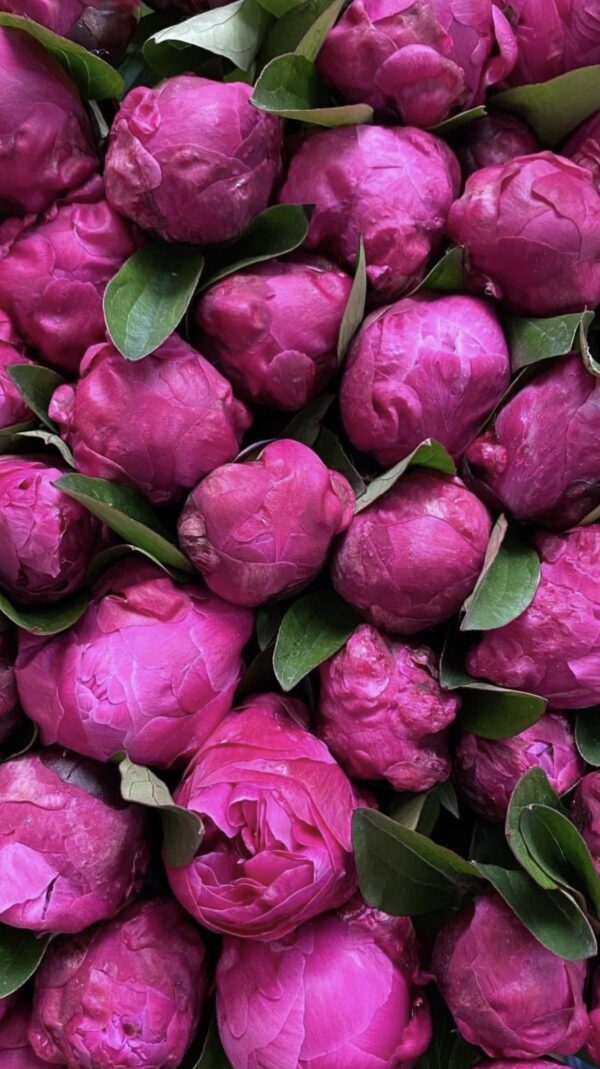 Peony - Red Sarah Bernardt