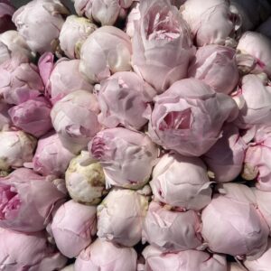Peony - Reine Hortense