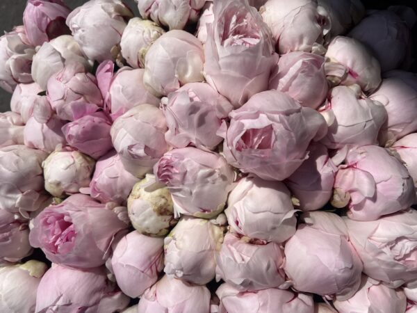 Peony - Reine Hortense