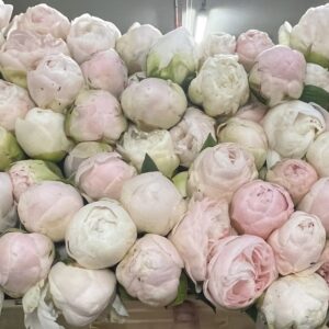 Peonie Subscription x 4 Deliveries 20 Stems
