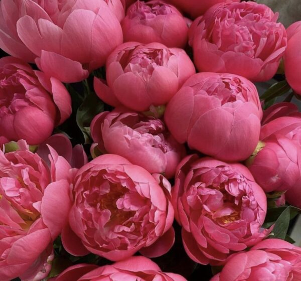 Peonie - Coral - Image 3