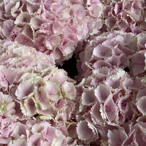 Hydrangea - Verena Pink