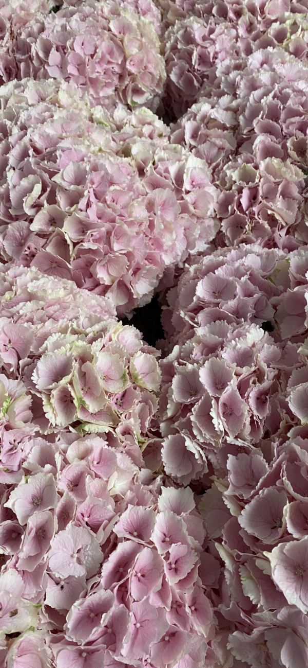 Hydrangea - Verena Pink