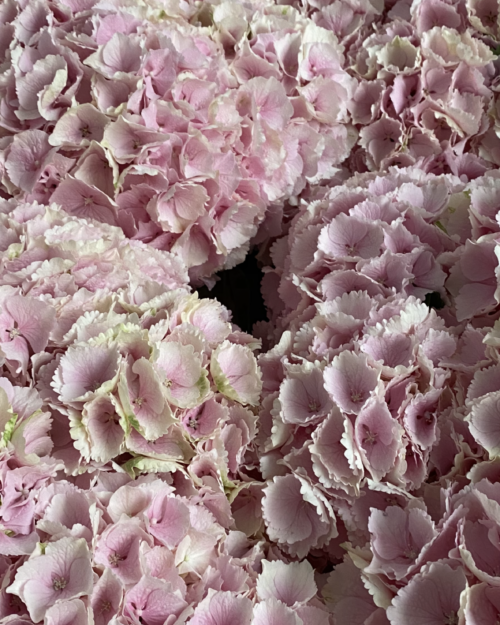 Hydrangea - Verena Pink