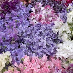 Luxury XL Scented Sweet Peas
