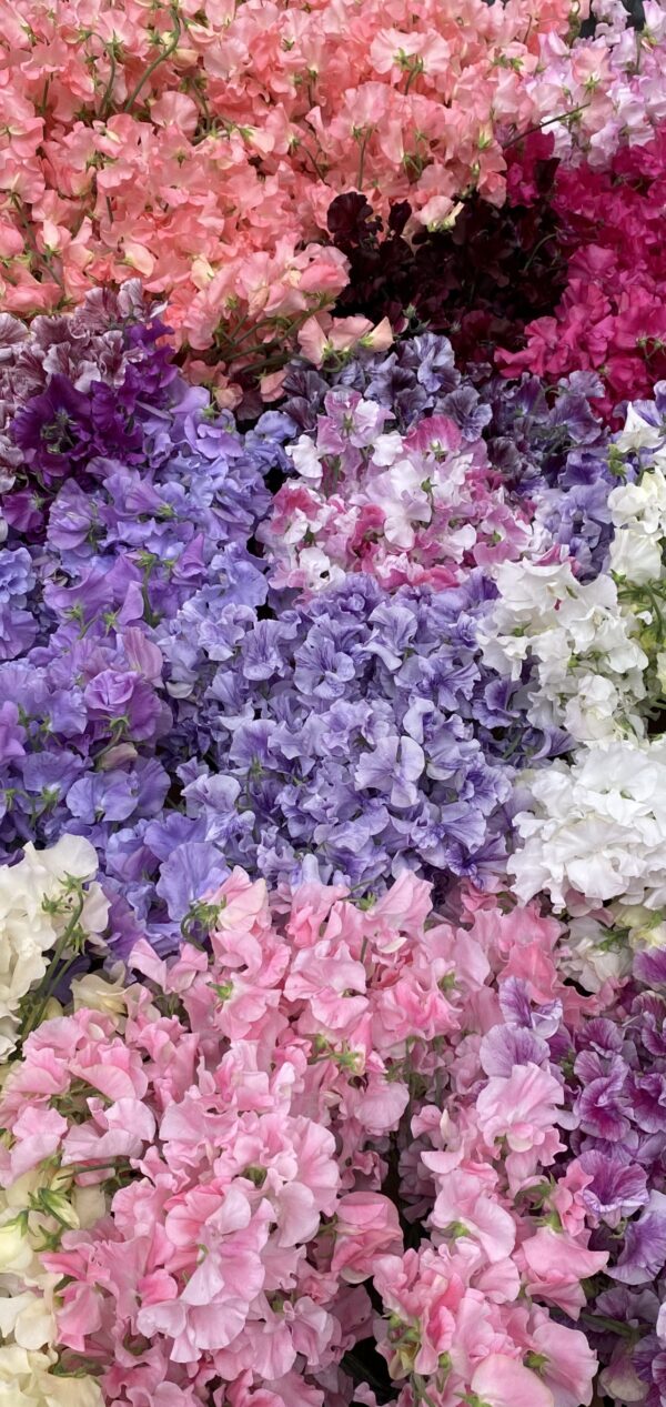 Luxury XL Scented Sweet Peas