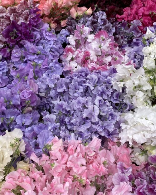 Luxury XL Scented Sweet Peas
