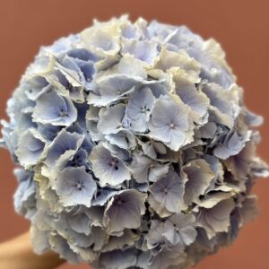 Verena Blue Dutch Hydrangea