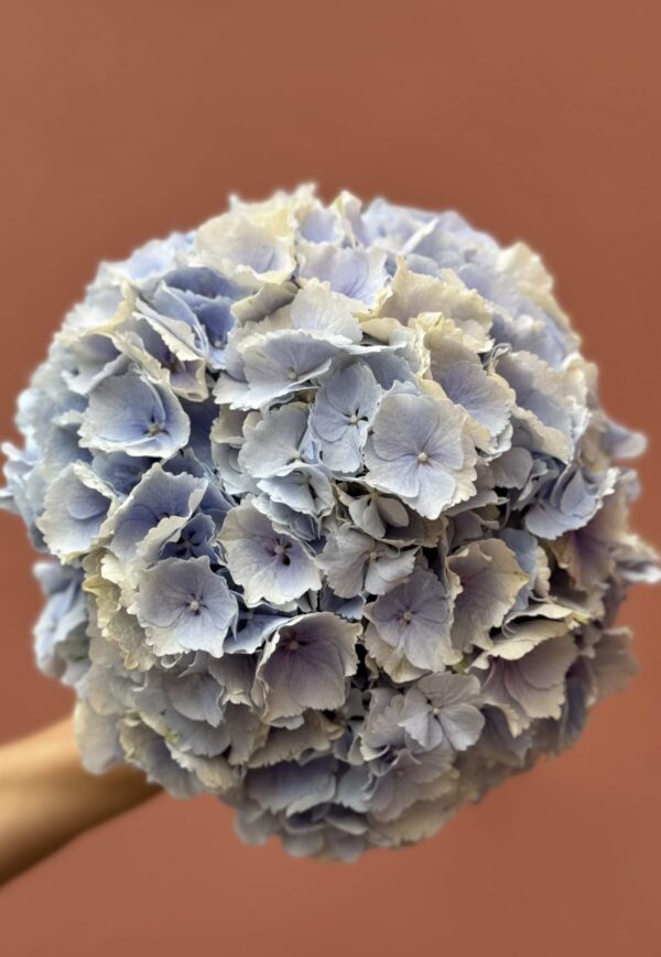 Verena Blue Dutch Hydrangea