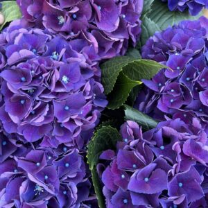 Purple Dutch Hydrangea