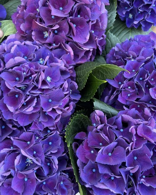 Purple Dutch Hydrangea
