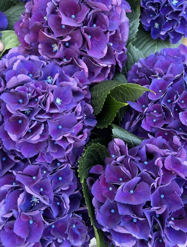 Purple Dutch Hydrangea