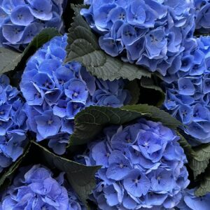 Dark Blue Hydrangea