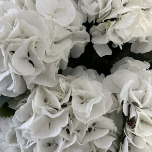 White Dutch Hydrangea