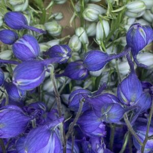 Delphinium
