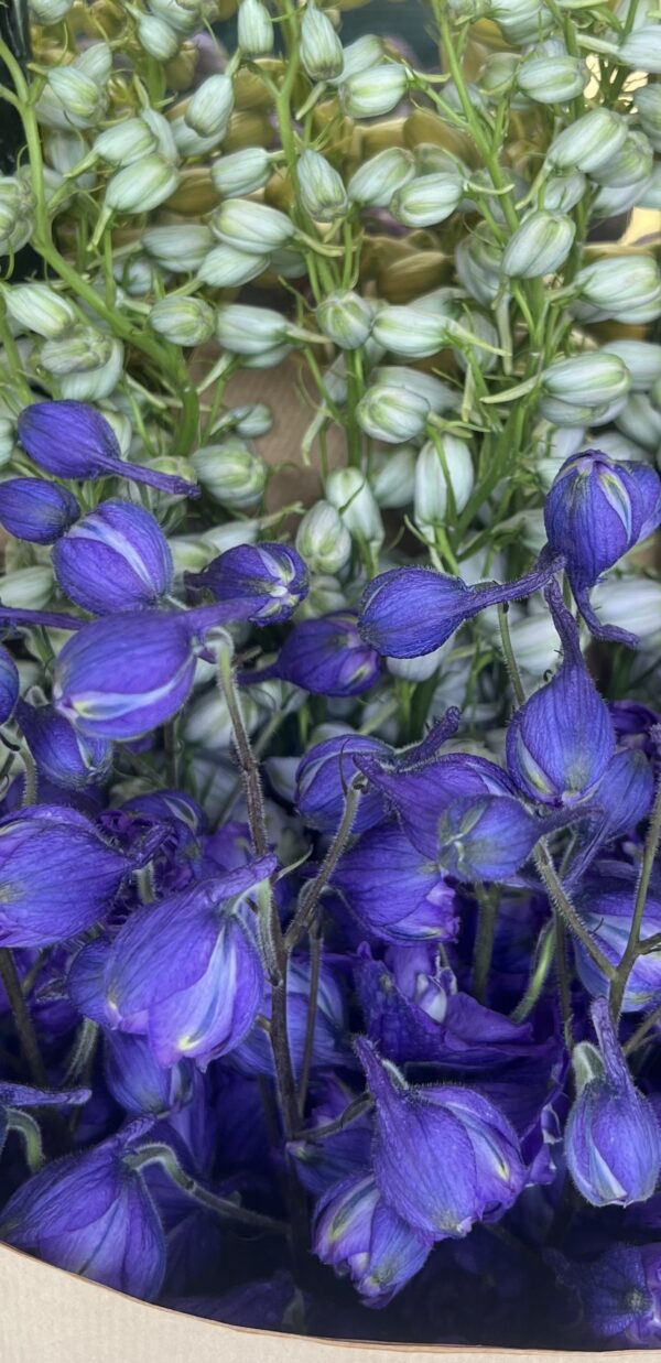 Delphinium