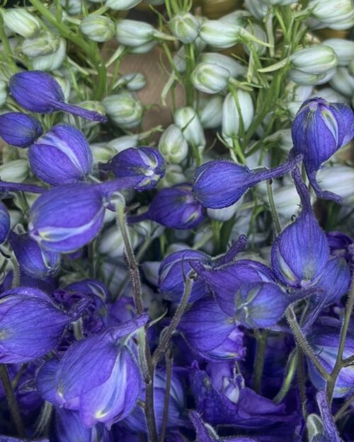 Delphinium