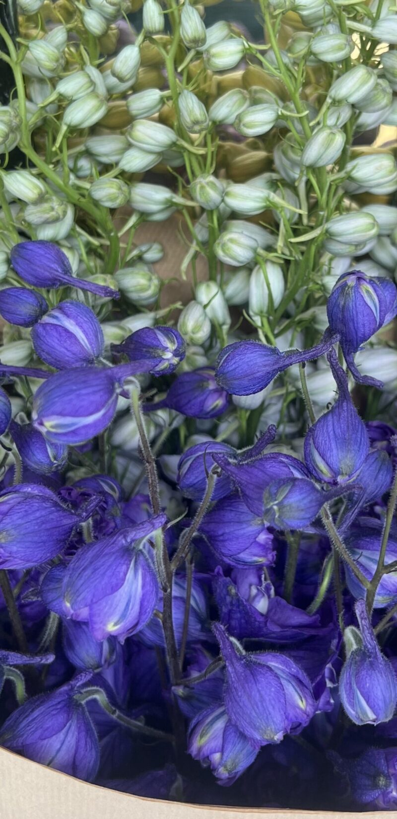 Delphinium