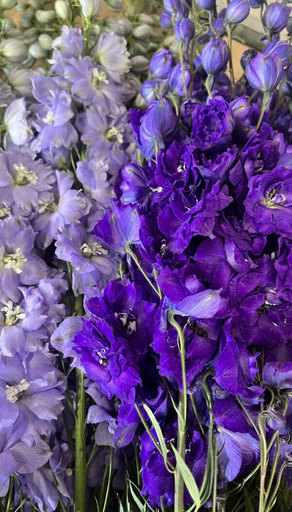 Delphinium - Image 2