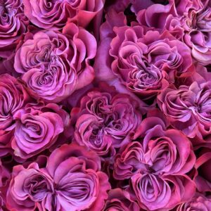Country Blues Garden Roses
