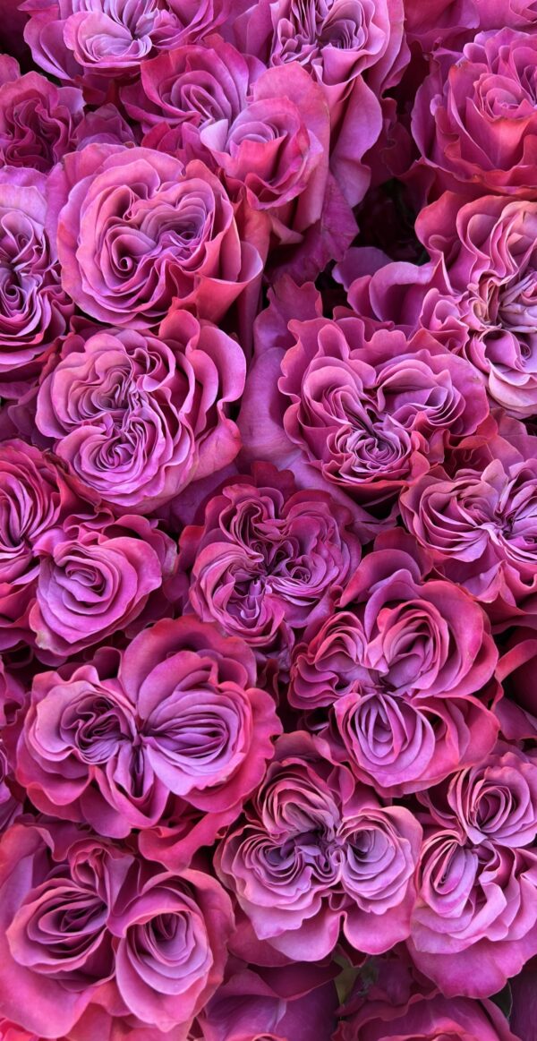 Monthly Luxury Rose Subscription - Image 3
