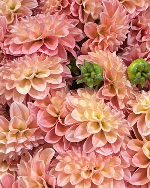 Linda’s Baby Dahlia