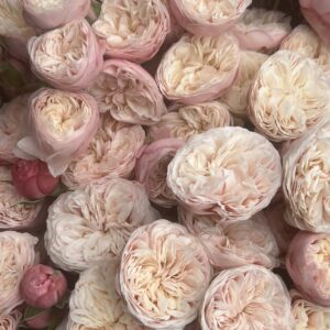 Royal Blush VIP Spray Roses