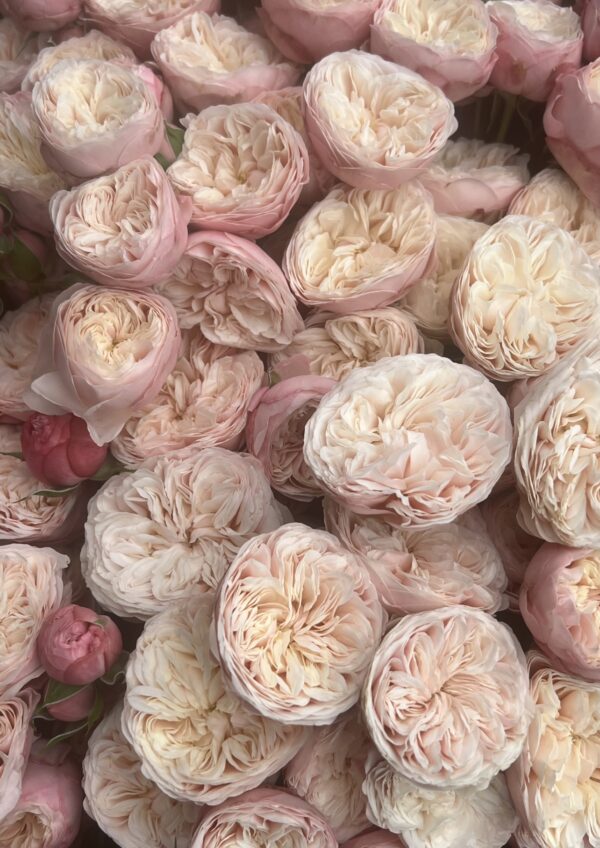 Royal Blush VIP Spray Roses