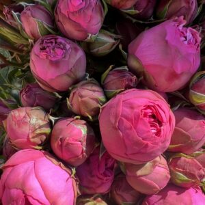 Piano Spray Roses