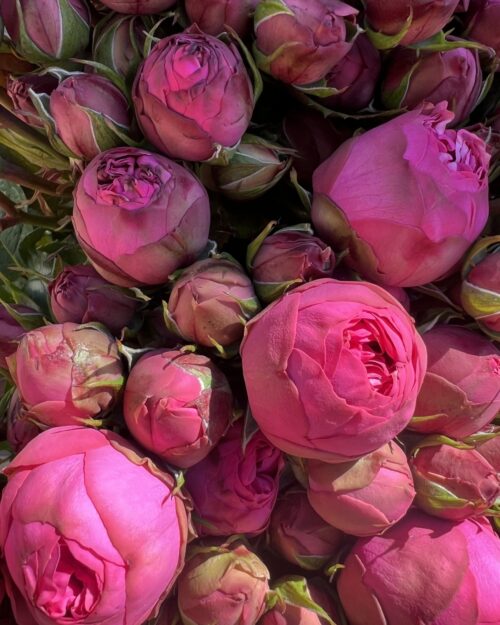 Piano Spray Roses