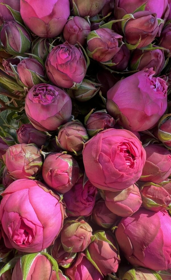 Piano Spray Roses
