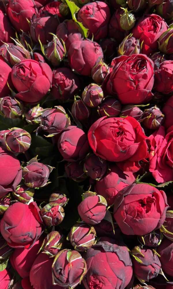 Piano Spray Roses - Image 2