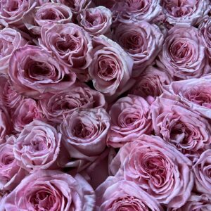 Pink O’Hara Scented Garden Roses