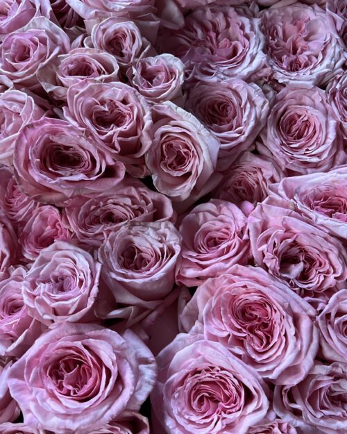 Pink O’Hara Scented Garden Roses