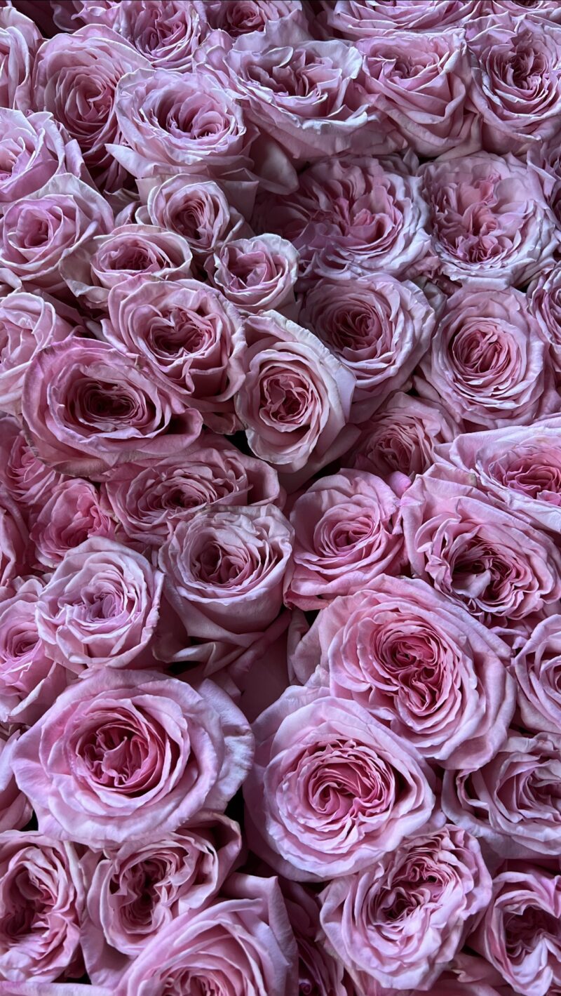 Pink O’Hara Scented Garden Roses