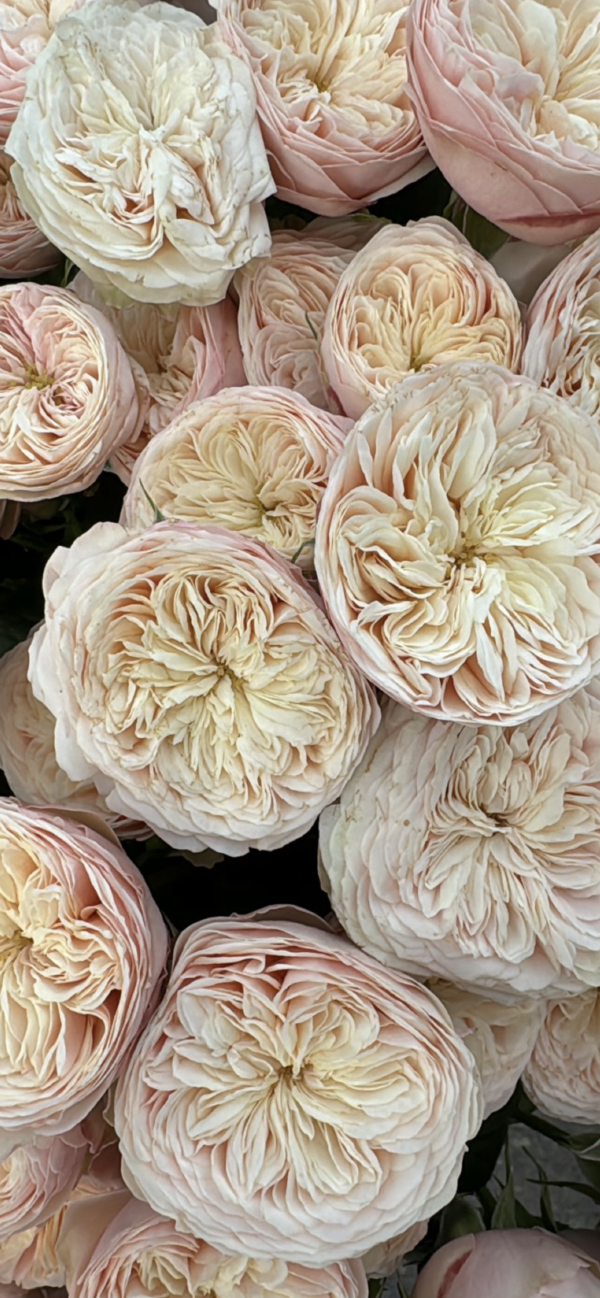 Monthly Luxury Rose Subscription - Image 2