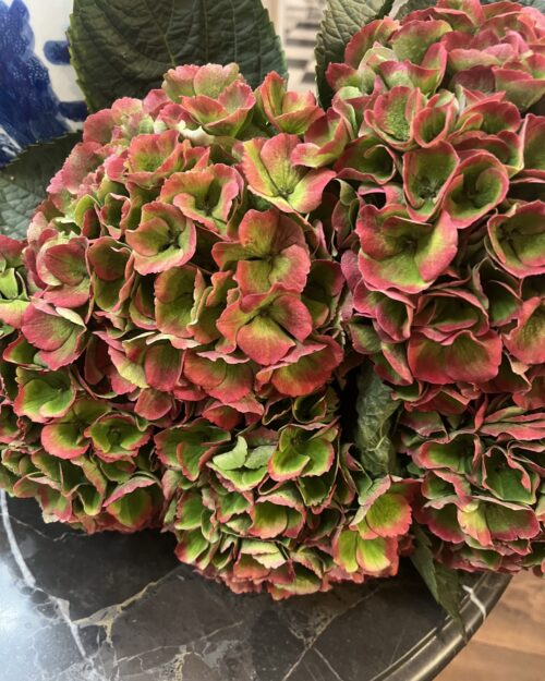 Magical Opal Classic XL Hydrangea
