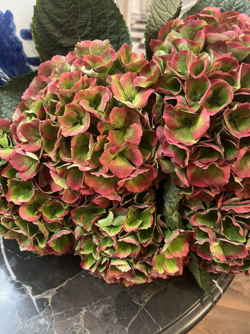 Magical Opal Classic XL Hydrangea
