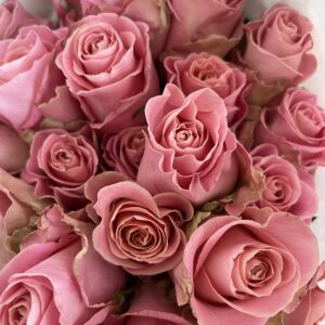 Luxury ‘Hermosa’ Ecuador Roses