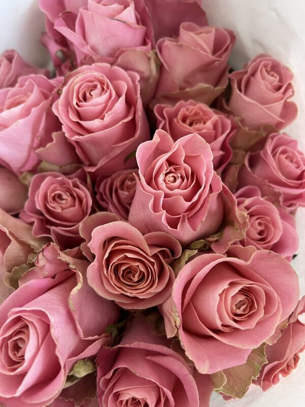 Luxury ‘Hermosa’ Ecuador Roses