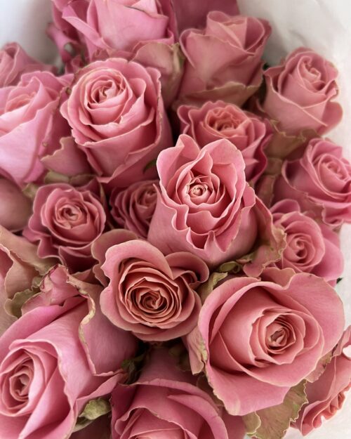 Luxury ‘Hermosa’ Ecuador Roses